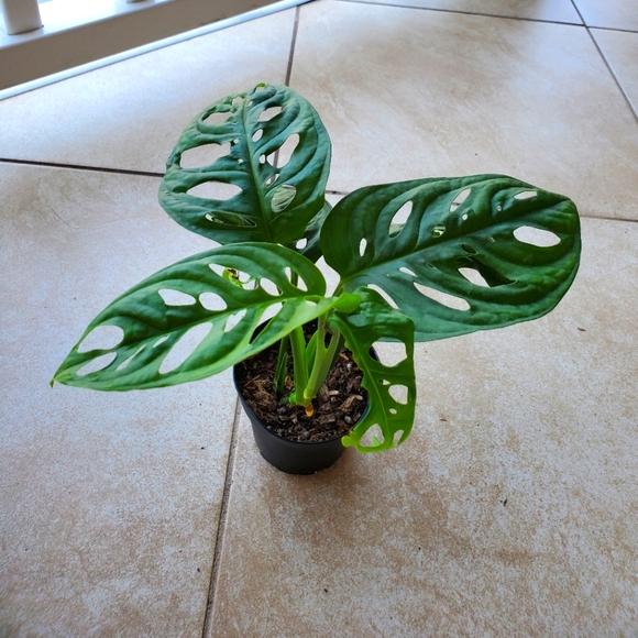 SOLD Monstera Adansonii (DD) | 3" pot - Picture 9 of 9